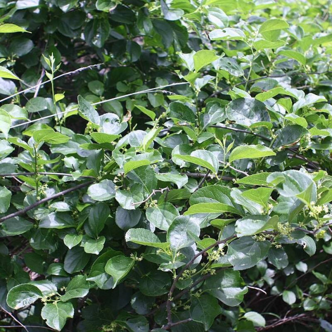 Dławisz okrągłolistny Celastrus orbiculatus