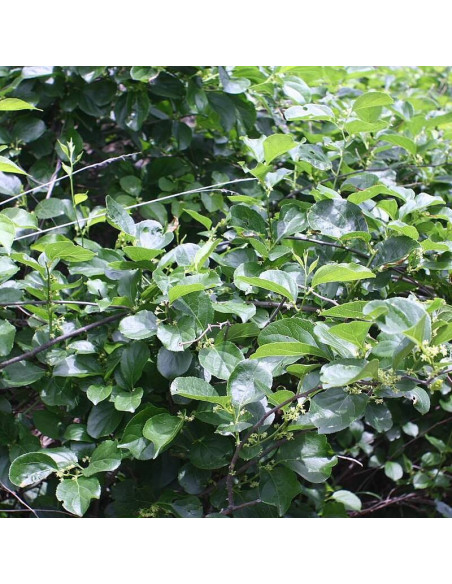 Dławisz okrągłolistny Celastrus orbiculatus