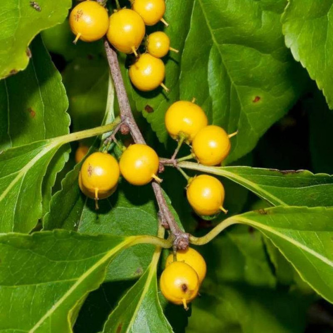 Dławisz Celastrus okrągłolistny orbiculatus