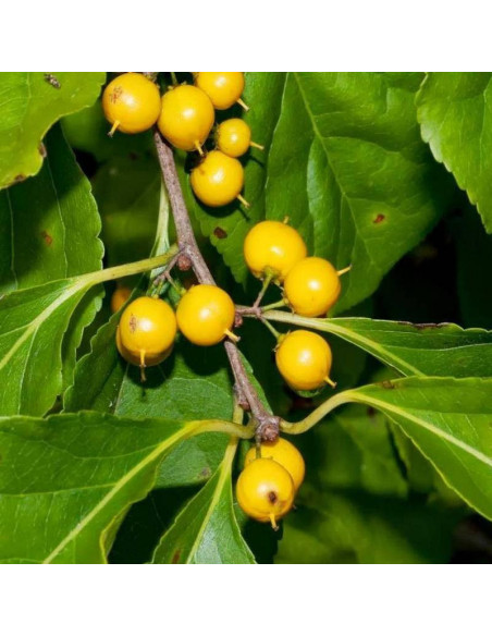 Dławisz Celastrus okrągłolistny orbiculatus