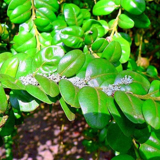 Bukszpan zwyczajny Rotundifolia Buxus sempervirens