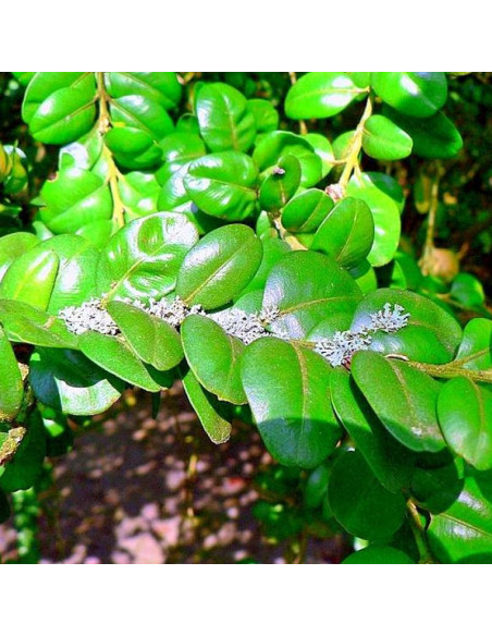 Bukszpan zwyczajny Rotundifolia Buxus sempervirens