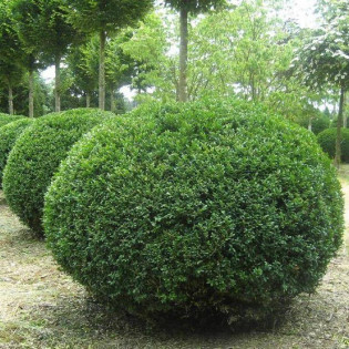 Rotundifolia Buxus sempervirens Bukszpan zwyczajny