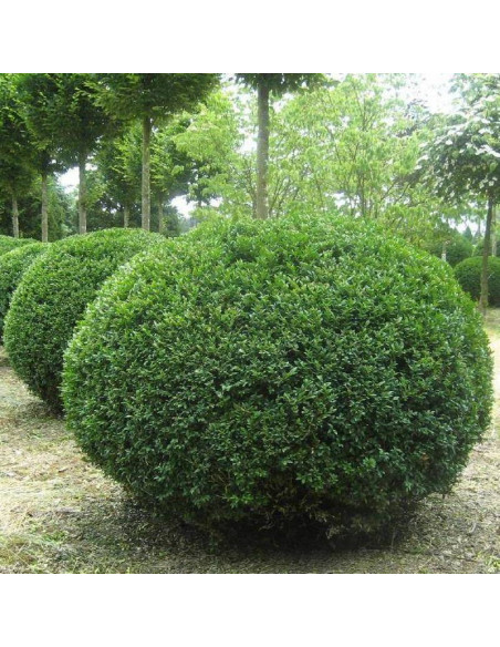 Rotundifolia Buxus sempervirens Bukszpan zwyczajny