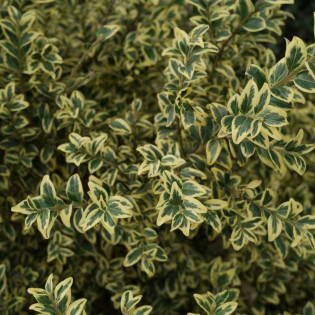 Aureovariegata Buxus sempervirens Bukszpan zwyczajny 2
