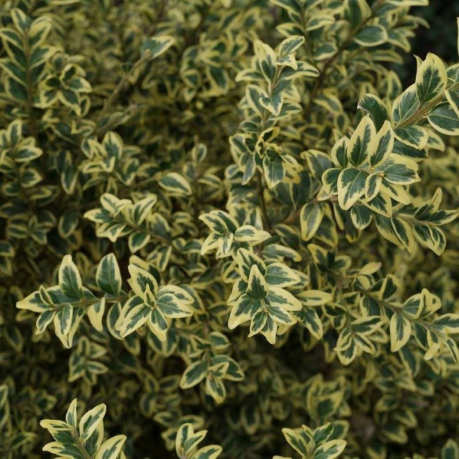 Bukszpan zwyczajny Aureovariegata Buxus sempervirens