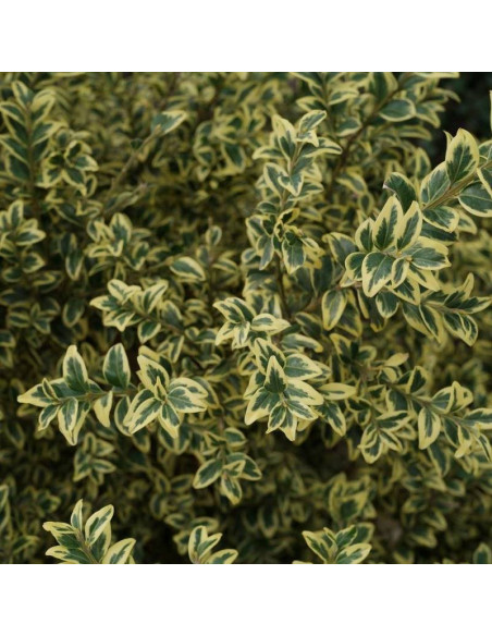 Bukszpan zwyczajny Aureovariegata Buxus sempervirens