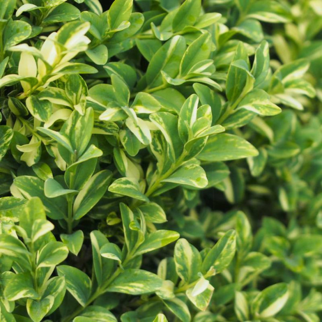 Bukszpan zwyczajny Buxus sempervirens Aureovariegata