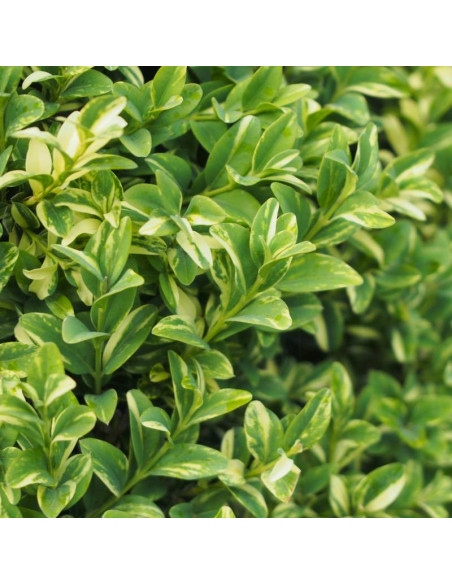 Bukszpan zwyczajny Buxus sempervirens Aureovariegata