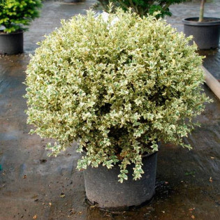 Aureovariegata Buxus sempervirens Bukszpan zwyczajny