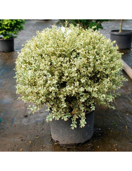 Aureovariegata Buxus sempervirens Bukszpan zwyczajny