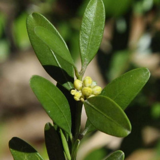 Bukszpan zwyczajny Angustifolia Buxus sempervirens