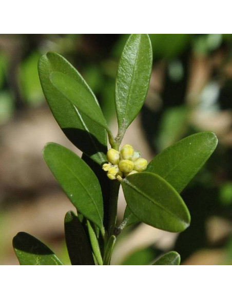 Bukszpan zwyczajny Angustifolia Buxus sempervirens