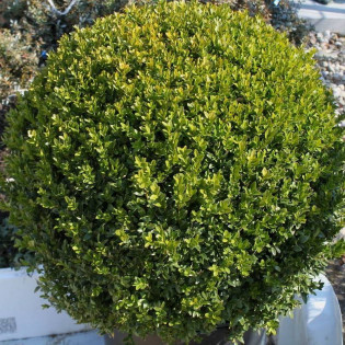 Bukszpan zwyczajny Angustifolia Buxus sempervirens 2