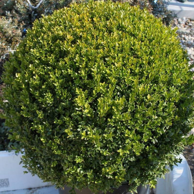 Angustifolia Buxus sempervirens Bukszpan zwyczajny