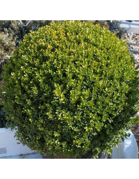 Angustifolia Buxus sempervirens Bukszpan zwyczajny
