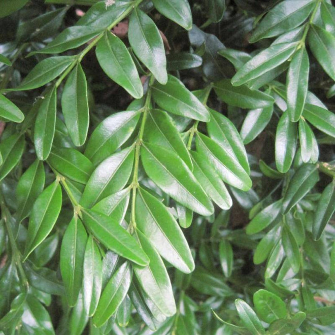 Bukszpan zwyczajny Buxus sempervirens Angustifolia