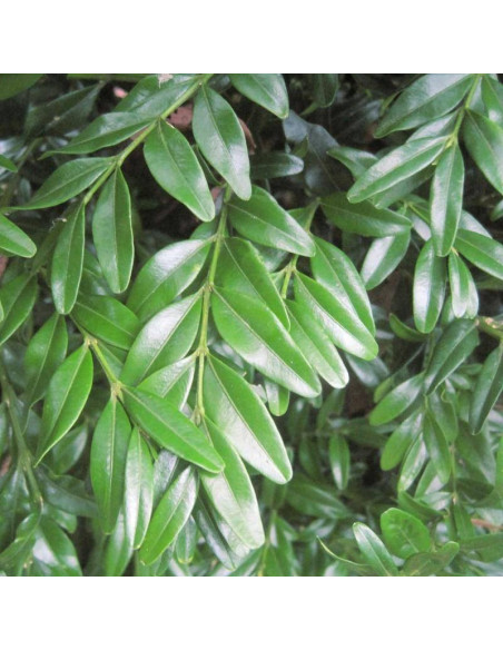 Bukszpan zwyczajny Buxus sempervirens Angustifolia