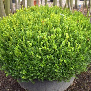 Bukszpan drobnolistny Buxus microphylla Faulkner 2