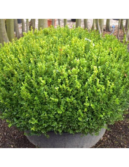 Bukszpan drobnolistny Faulkner Buxus microphylla