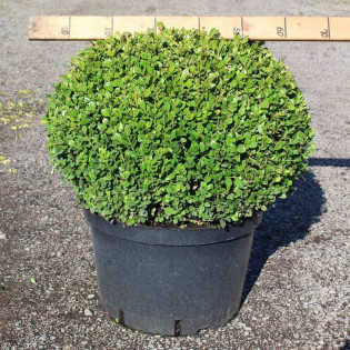 Bukszpan drobnolistny Buxus microphylla Faulkner