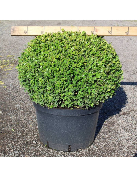 Bukszpan drobnolistny Buxus microphylla Faulkner