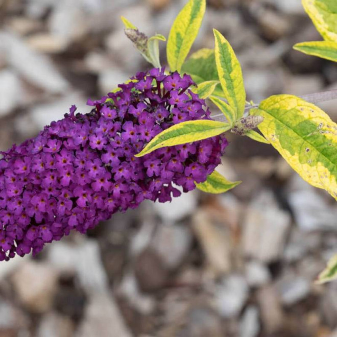 Santana Buddleja davidii Budleja dawida