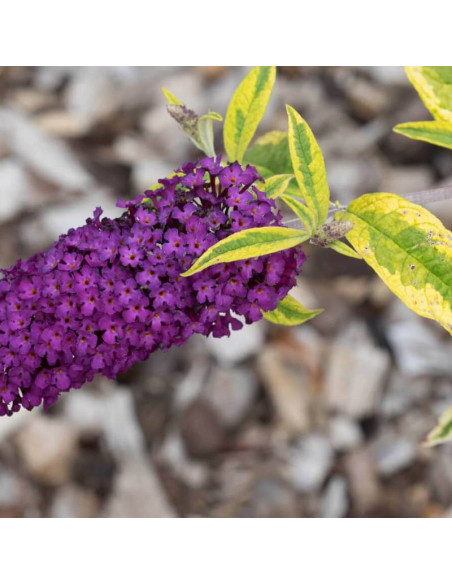 Santana Buddleja davidii Budleja dawida
