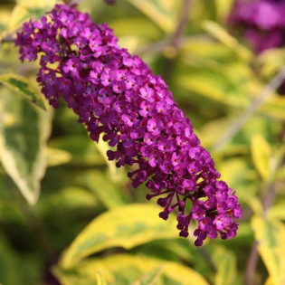 Budleja dawida Santana Buddleja davidii