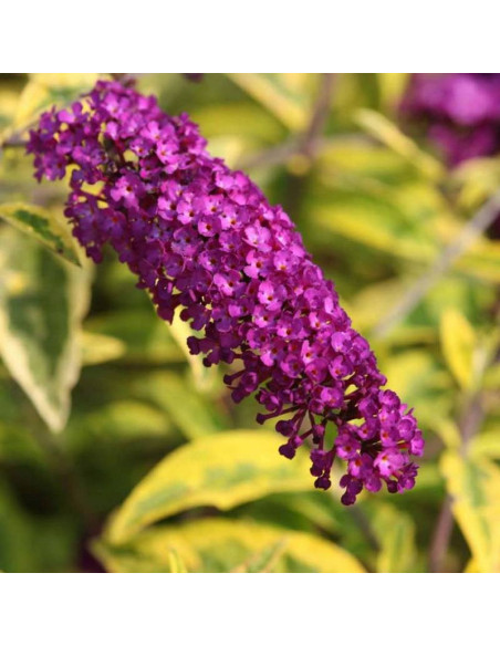 Budleja dawida Santana Buddleja davidii