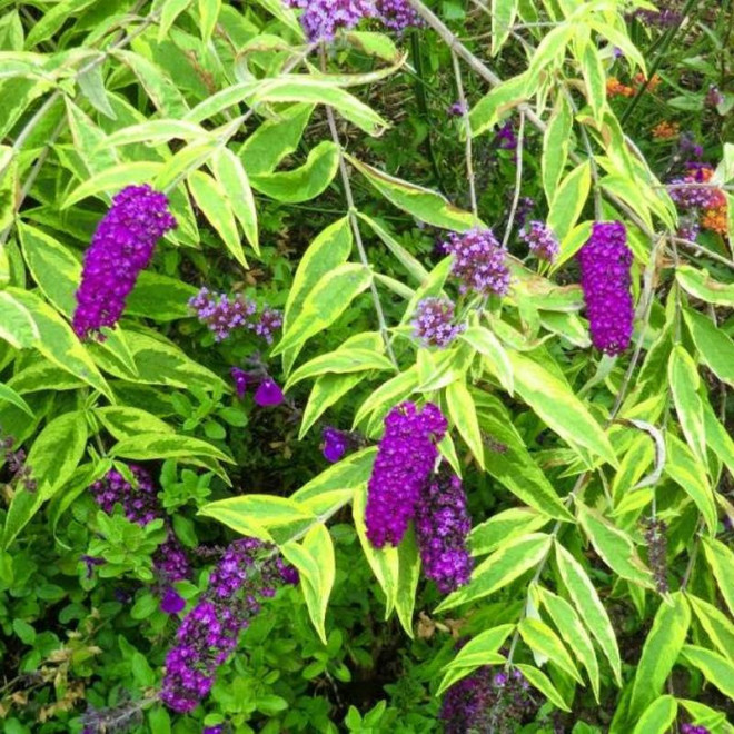 Budleja dawida Santana Buddleja davidii  - Szkółka Florela