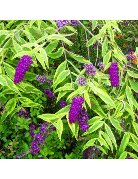 Budleja dawida Santana Buddleja davidii  - Szkółka Florela