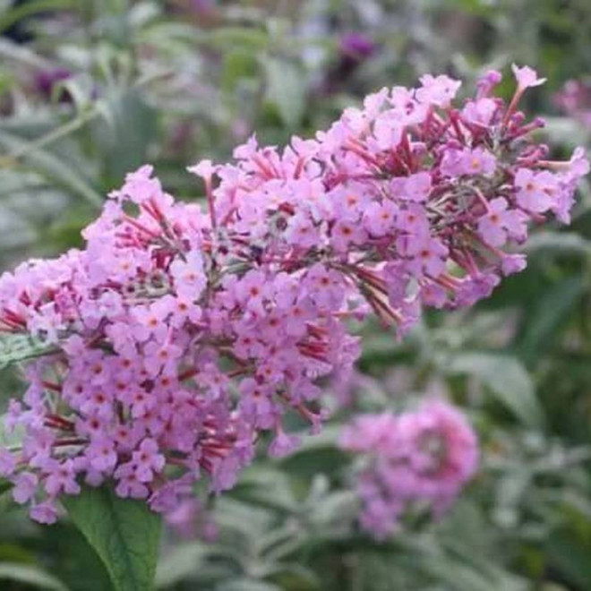 Budleja dawida Orchid Beauty Buddleja davidii