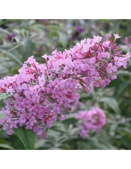 Budleja dawida Orchid Beauty Buddleja davidii