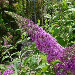Budleja dawida Buddleja davidii Orchid Beauty