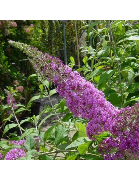 Budleja dawida Buddleja davidii Orchid Beauty