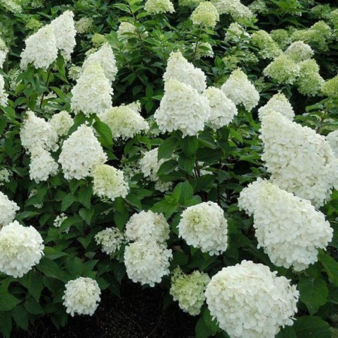 Hortensja bukietowa Polar Bear PBR Hydrangea paniculata