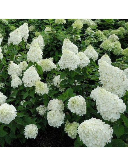 Hortensja bukietowa Polar Bear PBR Hydrangea paniculata