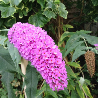 Budleja dawida Buddleja davidii Fascinating 2