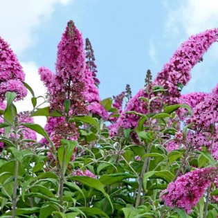 Budleja dawida Buddleja davidii Fascinating