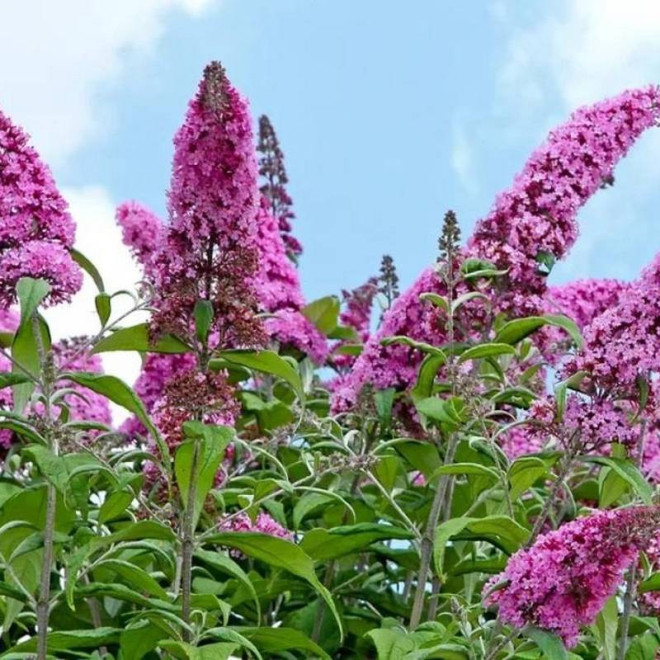 Budleja dawida Buddleja davidii Fascinating