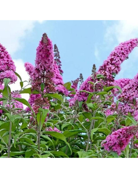 Budleja dawida Buddleja davidii Fascinating