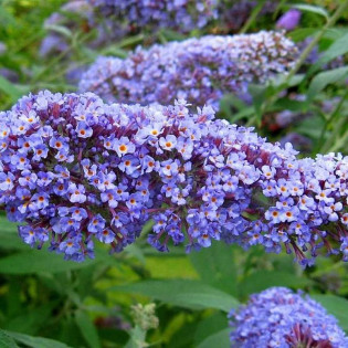 Budleja dawida Dart's Papillon Bleu Buddleja davidii