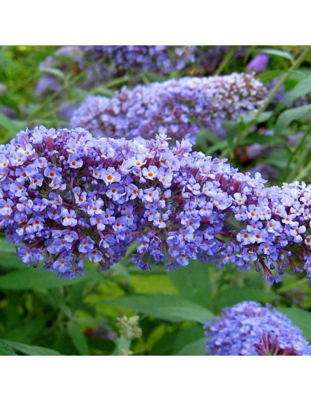 Budleja dawida Dart's Papillon Bleu Buddleja davidii