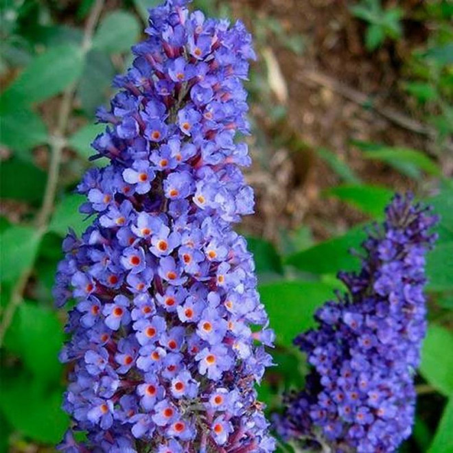 Dart's Papillon Bleu Buddleja davidii Budleja dawida