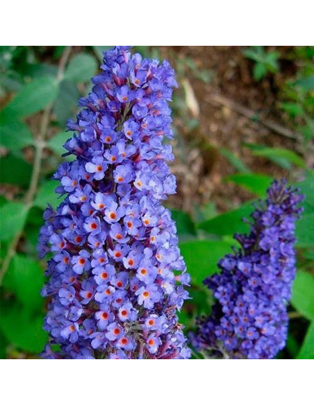 Dart's Papillon Bleu Buddleja davidii Budleja dawida