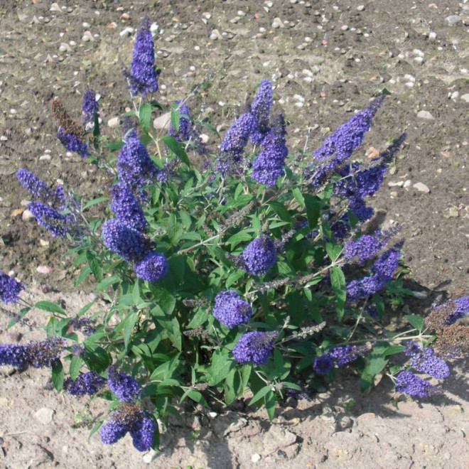 Budleja dawida Dart's Papillon Bleu Buddleja davidii - Szkółka Florela