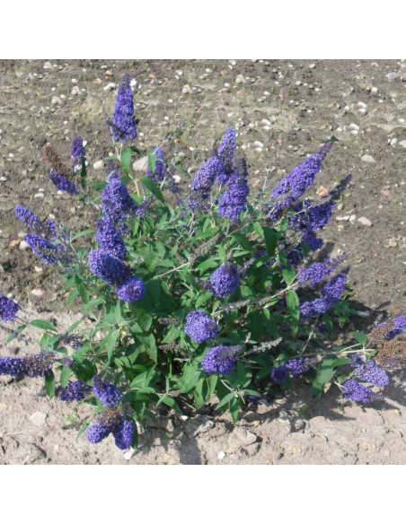 Budleja dawida Dart's Papillon Bleu Buddleja davidii - Szkółka Florela