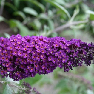 Border Beauty Buddleja davidii Budleja dawida