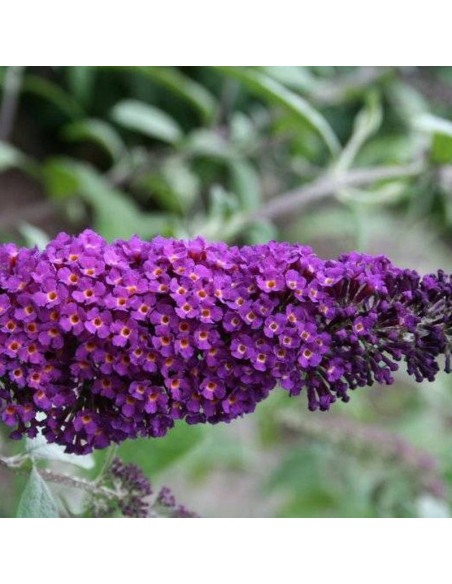 Border Beauty Buddleja davidii Budleja dawida
